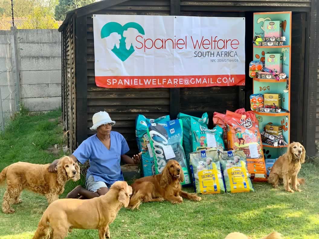 Spaniel Welfare SA